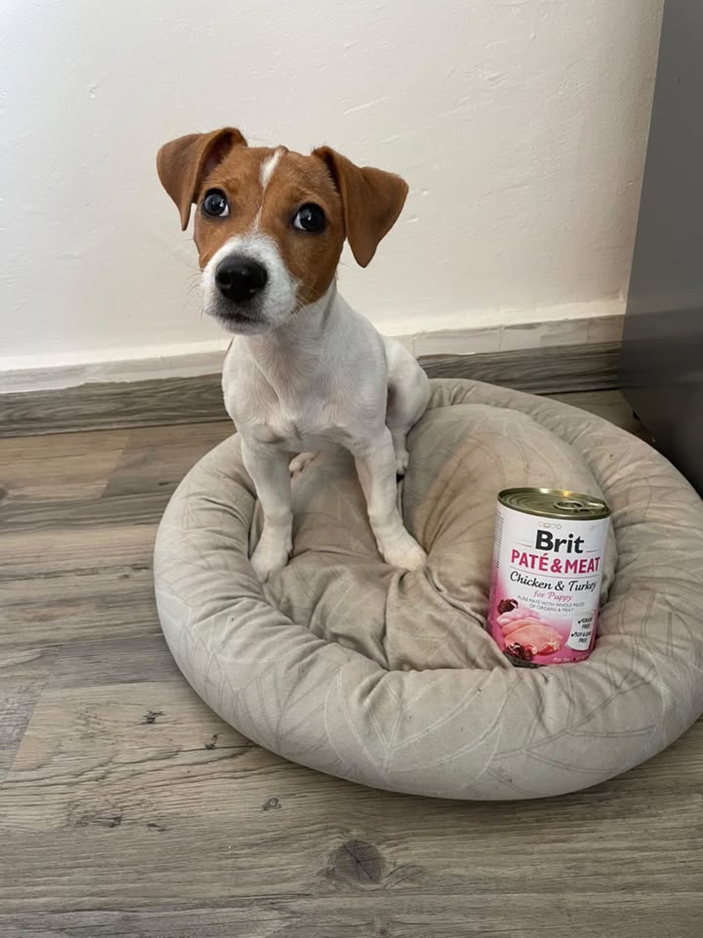 Štěně Jack Russell teriér vedle konzervy Brit Paté & Meat pro štěňata